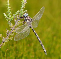 Austroaeschna flavomaculata