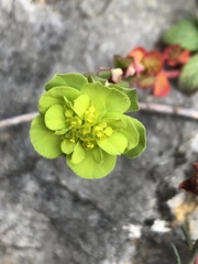 Euphorbia helioscopia