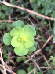 Euphorbia helioscopia
