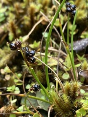 Juncus novae-zelandiae