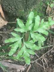 Pteris ensiformis