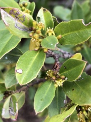 Rhamnus alaternus