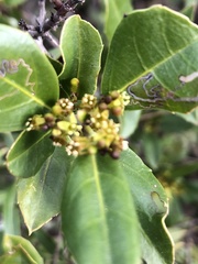 Rhamnus alaternus