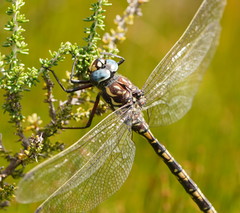 Austroaeschna flavomaculata