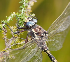 Austroaeschna flavomaculata