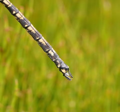 Austroaeschna flavomaculata