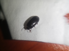 Alphitobius diaperinus