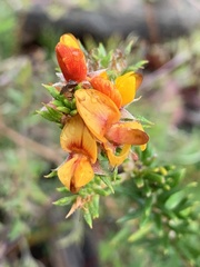Phyllota squarrosa