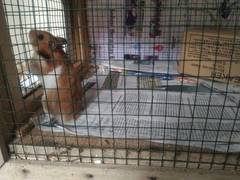 Mesocricetus auratus