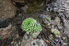 Orostachys