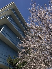 Prunus cerasifera pissardii