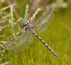 Austroaeschna flavomaculata
