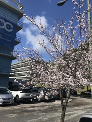 Prunus cerasifera pissardii