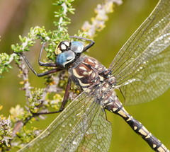 Austroaeschna flavomaculata