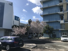 Prunus cerasifera pissardii