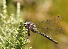 Austroaeschna flavomaculata