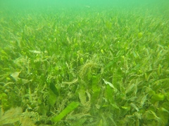 Hippocampus guttulatus