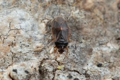 Brachysteles parvicornis