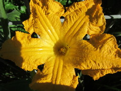 Cucurbita maxima maxima