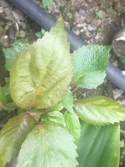 Acalypha wilkesiana