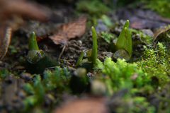 Allium ursinum