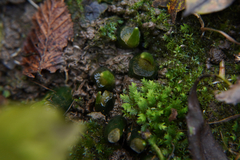 Allium ursinum