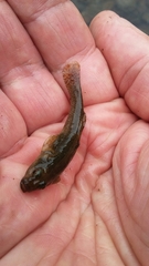 Gobiomorphus cotidianus
