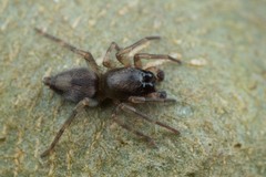 Porrhoclubiona leucaspis