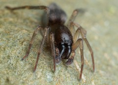 Porrhoclubiona leucaspis