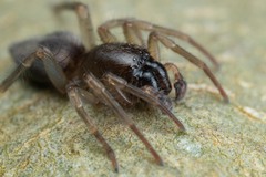 Porrhoclubiona leucaspis