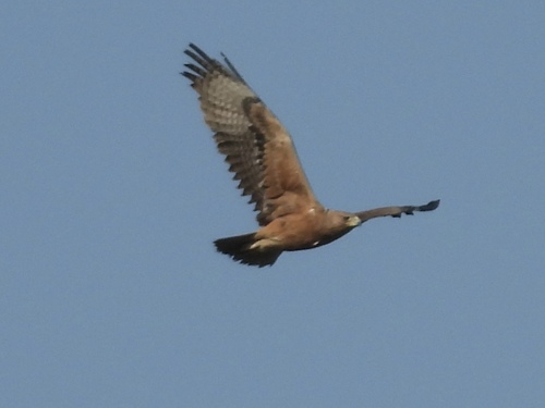 Aigle de Bonelli