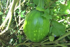 Cucurbita maxima maxima
