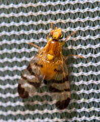 Cornutrypeta spinifrons