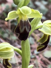 Ophrys fusca