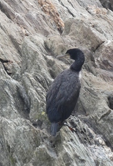 Phalacrocorax featherstoni