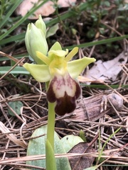 Ophrys fusca