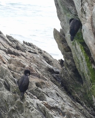 Phalacrocorax featherstoni