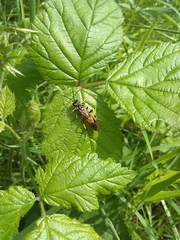Tenthredo maculata