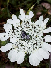 Artedia squamata