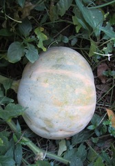 Cucurbita maxima maxima