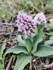 Neotinea conica