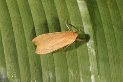 Pseudohemihyalea testacea