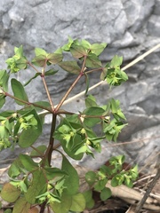 Euphorbia peplus