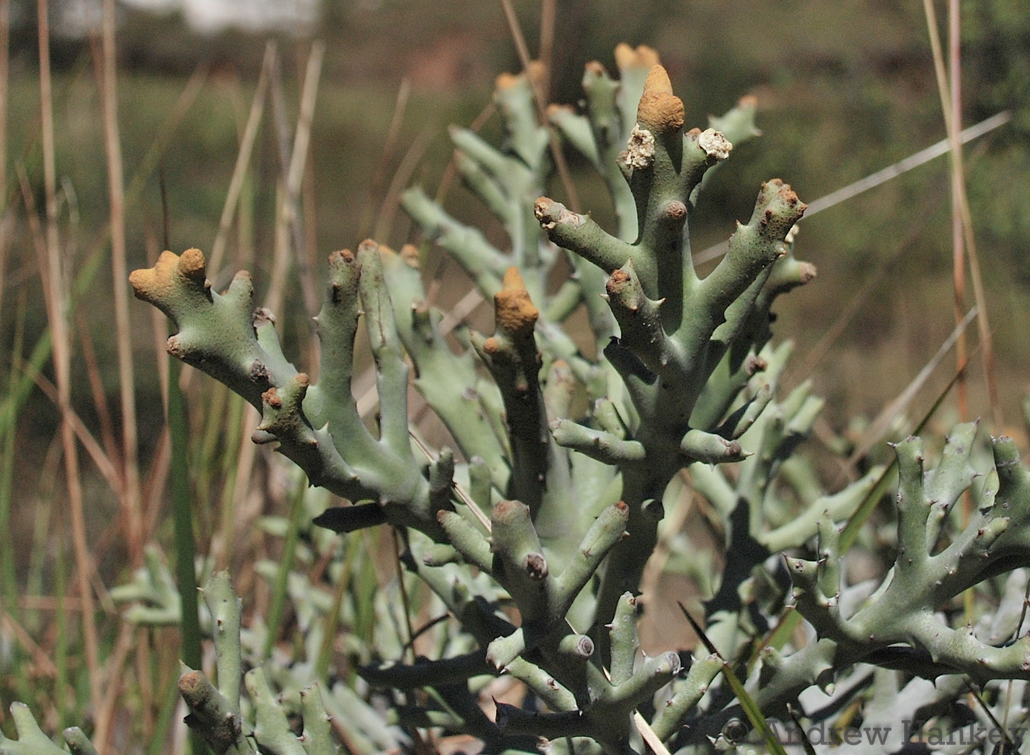 Euphorbia stenoclada
