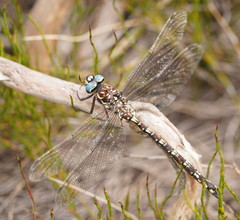 Austroaeschna flavomaculata