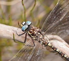 Austroaeschna flavomaculata