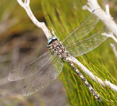 Austroaeschna flavomaculata