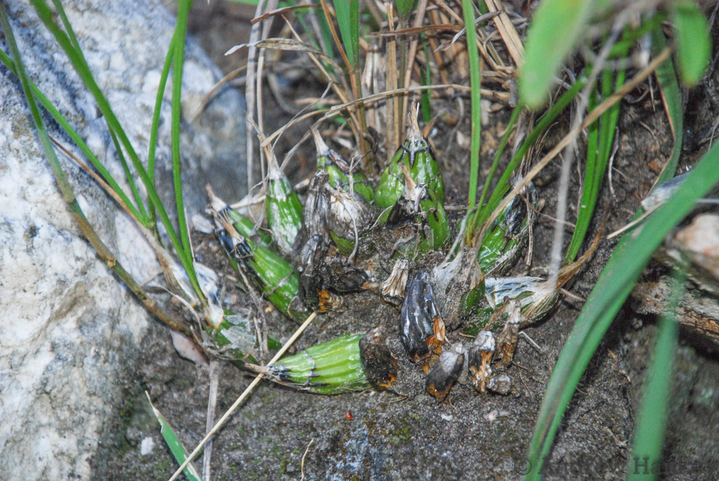 Eulophia macra