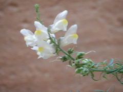 Antirrhinum siculum