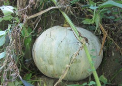 Cucurbita maxima maxima